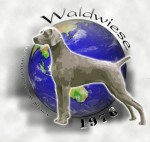 Waldwiese Weimaraners